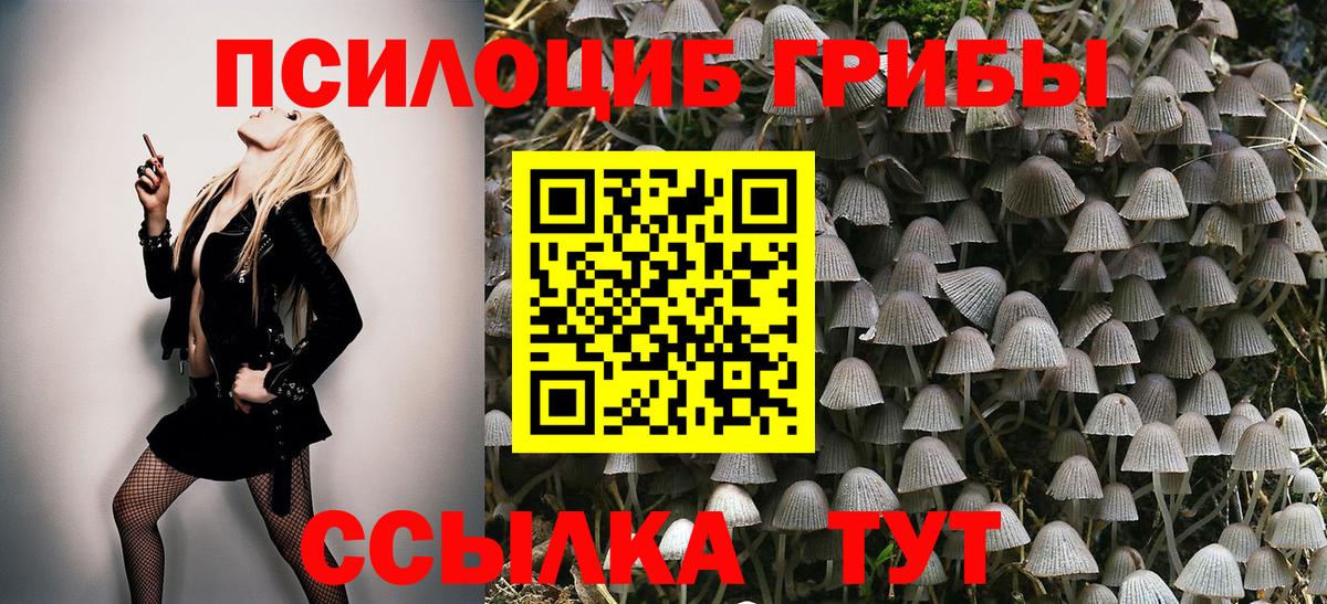 Галлюциногенные грибы Psilocybe Кузнецк